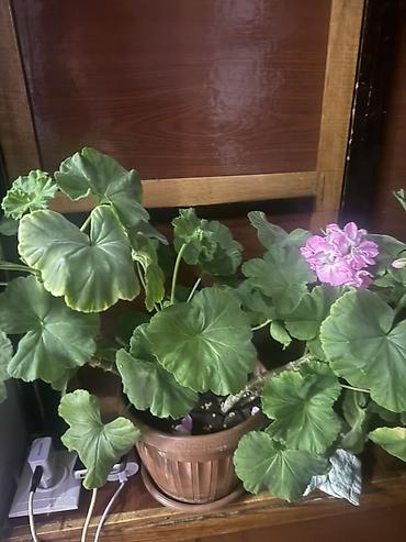 Монстеры: Продаю комнатные цветы 🌹 — 13