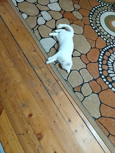 Pişiklər: Dişi, Yaxşı əllərə — 5