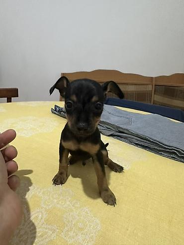 coban it: Miniatür pinçer — 2