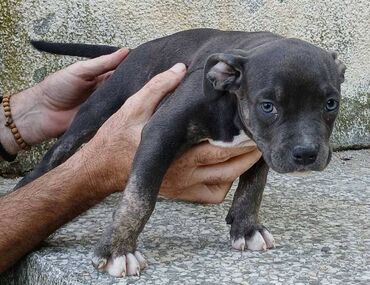 Psi: Američki Buli Poket štenci Prodajem štence rase American Bully Pocket — 4