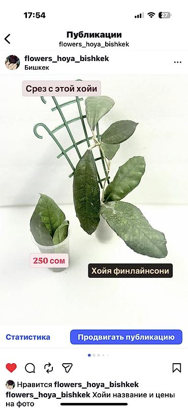 Хойи: Хойя Сильвер доллар от 200 сом Хойя Сильвер доллар клон 2 -взрослое — 45