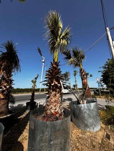 palma agaci satisi: Satilir 1700manat yarpaqla bir yerde 4metirdir