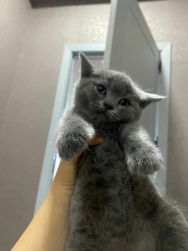 Pişiklər: Şinşilla, Erkək, Dişi, Ünvandan götürmə