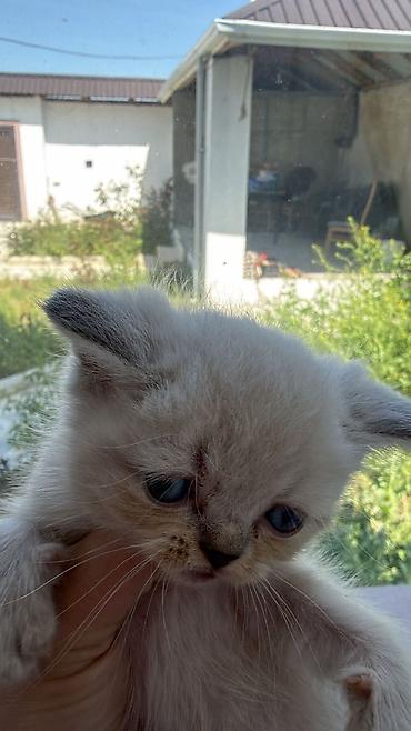 Pişiklər: Şotland — 9