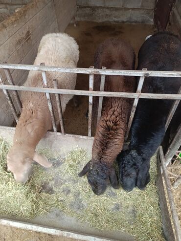 Бараны, овцы: Продаю | Ягненок, Баран (самец) | Арашан | На забой, Для разведения, Для шерсти | Племенные, Осеменитель — 8