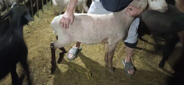 Бараны, овцы: Продаю | Овца (самка), Ягненок, Баран (самец) | Гиссарская, Полукровка, Меринос | На забой, Для разведения, Для шерсти | Племенные, Котные, Кастрированные — 7