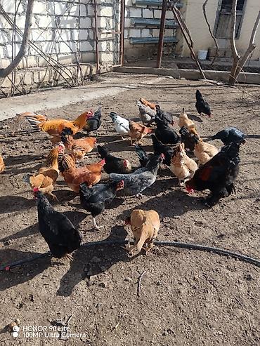 xoruz satlir: Qarışıq yerli toyuq sürüsü - Növlər: müxtəlif rəng və cinslərdən — 1