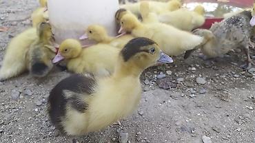 Kənd təsərrüfatı quşları: Muscovy (hinduşka ördəyi) cücələri – sağlam və aktiv bala ördəklər — 1