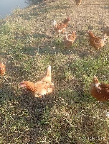 бролер куры: Продаю | Куры | Домашняя, Хай-Лайн Браун | Несушки — 1
