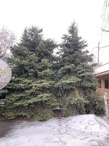 кел кел: В наличии 3х Ёлки 🌲 1х голубой Ел 2х тяньшанский Ел длина 4,5 метров — 5