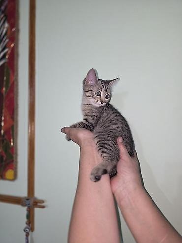 Скотиш Страйт (Шотландская прямоухая), 3 месяца, Девочка, Серый, С прививками