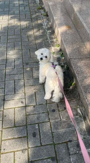 Başqa xidmətlər: 🐾 İtinizin xoşbəxtliyi bizimlə başlayır! 🐾 Gündəlik qayğılardan uzaq