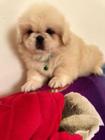 İtlər: Pekines, 1 ay, Dişi, Cütləşmə üçün, Ünvandan götürmə