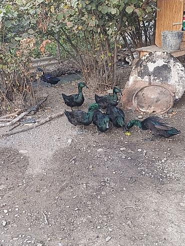 ot və yem uyudən: Kayuqalar satılır ünvan Qazax qiyməti cütü 50manat Satılır: Qara-yaşıl — 2