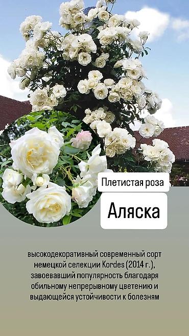 сколько стоит 101 роза в кыргызстане: Саженцы Платная доставка — 10