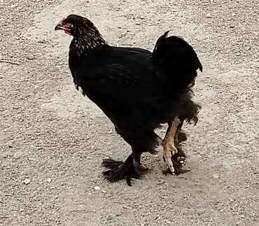 Toyuqlar: Toyuq, Australorp, Ətlik, Ödənişli çatdırılma