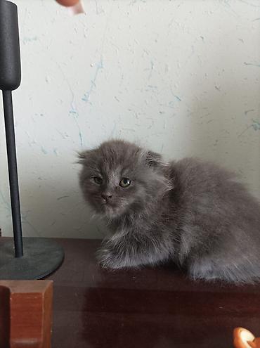 Pişiklər: Şotland — 7