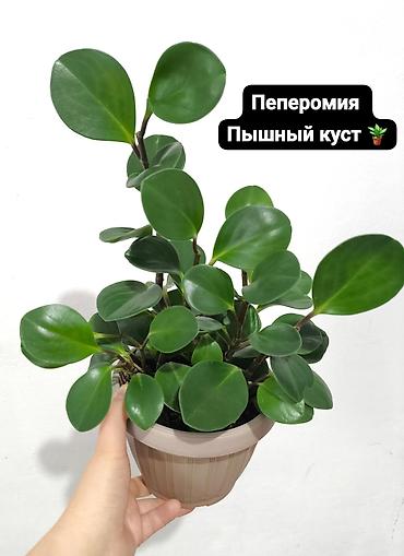 Монстеры: Распродажа домашних комнатных растений 🌿🪴 Алоказия Арма с шикарной — 4