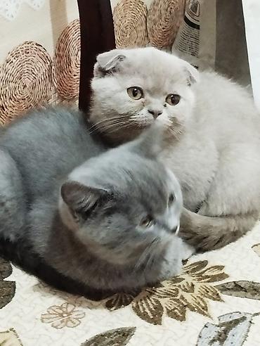 Продажа кошек: Котята шотландской породы самостоятельные,серые 2 мальчика бежевая — 6