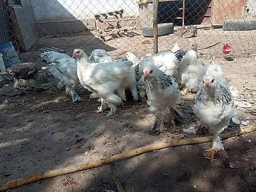 черный брама: Продаю | Куры | Брама | Для разведения — 2