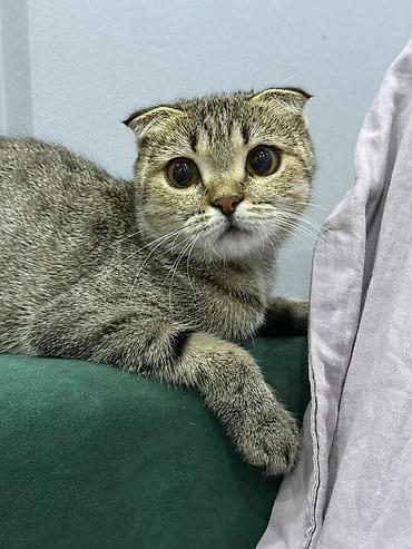 Мышыктар: Скотиш Фолд (Шотландиялык шалпаң кулак), 1 жаш, Ургаачы, Таш бака, Эмделген, Курттардан тазаланган, Лотокко барууга үйрөтүлгөн — 1