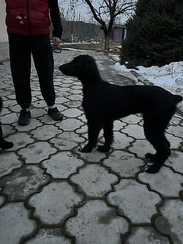 Продажа собак: Тайган, 4 месяца, Самка, С прививкой — 12