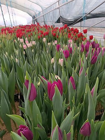 Цветы и букеты: Тюльпаны тепличного выращивания — срезка и срезочные бутоны - — 8