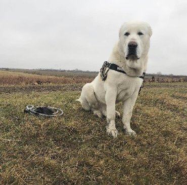 İtlər: Алабай (Alabay) Племенной питомник предлагает щенков среднеазиатской — 29