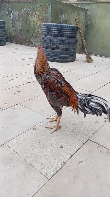 Xoruzlar: Salam qiymət 40 manatdan basdyir 70 4 dənə xoruz 11 ayliqdi biri 1 — 5