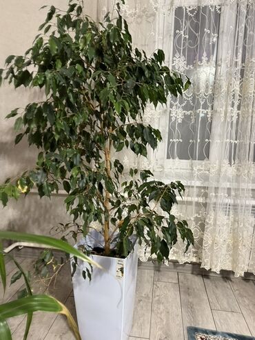 надувной матрас цена бишкек: Фикус Бенджамина в напольном кашпо. - Высокое комнатное дерево с