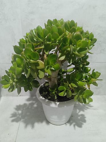 xoruz otu bitkisi: Suculent bitkilər. 1) Crassula ovata (Pul ağacı) - Qalın, parlaq — 1
