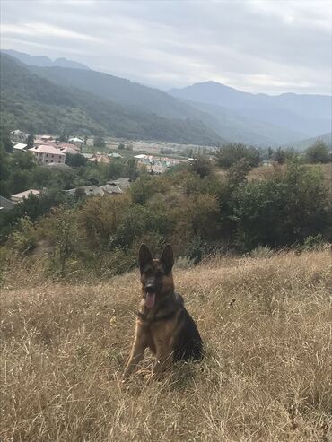 balaca itlərin satışı: Алабай, 10 месяцев, Самка, Самовывоз