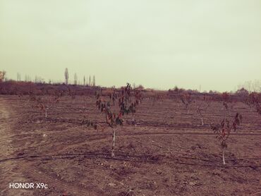 Torpaq sahələrinin satışı: Mülkiyyətçi — 5