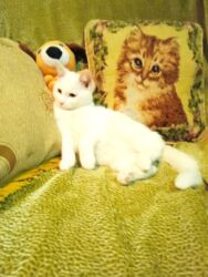 куда отдать кошку бишкек: Ангор, 4 айлык, Эркек, Ак, Лотокко барууга үйрөтүлгөн, Курттардан тазаланган