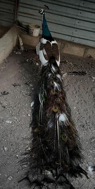 touz quşu: Məhsul: Tavus quşu (erkək, uzun quyruqlu) Təsvir: - Nadir rəng — 4