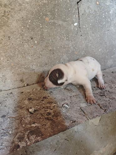 İtlər: Pitbul, 1 ay, Dişi, Ödənişli çatdırılma -da lalafo.az — 14 İtlər: Pitbul, 1 ay, Dişi, Ödənişli çatdırılma — 14