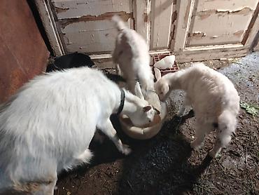 ördək balası və cücə: Salam 3 cu qarna dogub 2 bala 1 erkek biri disi. Balalari ayirmisam — 1