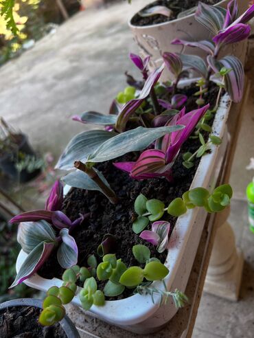 Xalçalar: Xalça -da lalafo.az — 64 Xalçalar: Xalça — 64