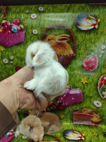 Dovşanlar: Karlik dovsan lar var satisda Vatsapda aktivdi Dovsan ayit Qefes de — 8