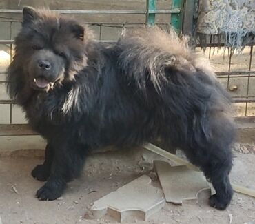 королевский дог цена: Чау-чау, 8 месяцев, Самец, С родословной