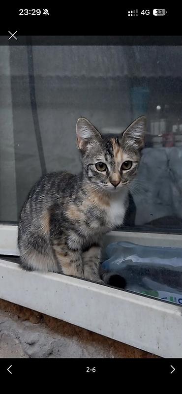 шатланская вислоухая кошка: Отдам даром два котёнка и кошка вислоухая шотландская — 2