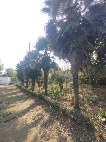 Asılqanlar: Landşaft üçün palm ağacları – canlı dekorativ plantasiyalar - Növ