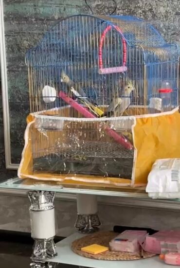 Tutuquşları: Salam. ENDİRİMLƏR🦜🐦 DANIŞAN VƏ DANIŞMAGA HAZİR OLAN QUŞLAR — 10