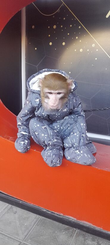 Digər heyvanlar: Tayson adlı meymun satılır. Ağıllışirindi. Kim isdəsə yazsın — 1