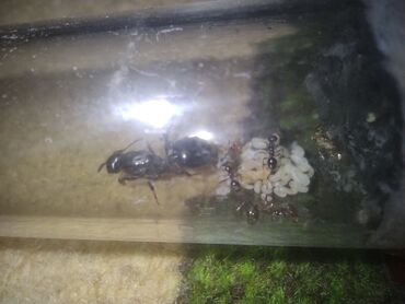 Digər heyvanlar: Maraqli heyvan saxlamaq isdiyenler size qarisqa tovsiye edirik maraqli — 9