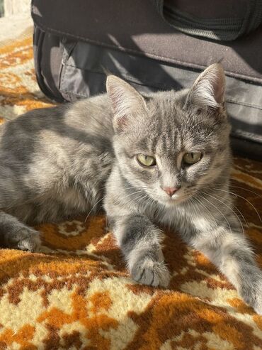 саванна кошка цена: Мейн-кун, 4 айлык, Ургаачы, Күмүш өңдүү шиншилла, Лотокко барууга үйрөтүлгөн