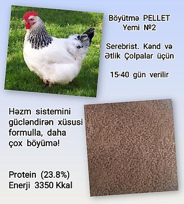 qaz cuceleri: Artıq daimi istifadə üçün Kənd Toyuğu. Serebrist. Qaz. Ördək — 3