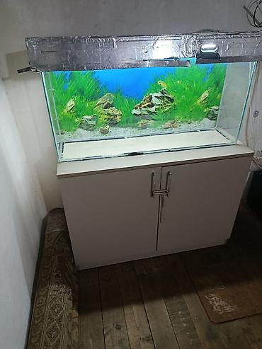 yumru akvarium satisi: Akvaryum komplekti – şkaflı — 4