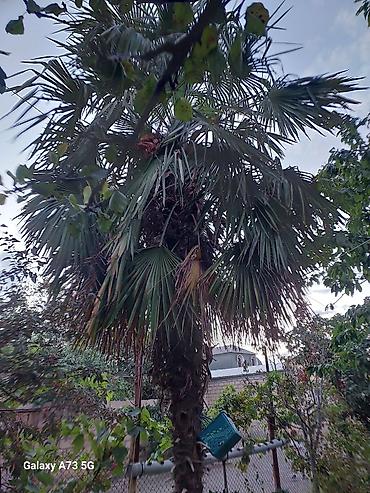 1.80 yolka: Trachycarpus fortunei (Kənarları pərli xurma/pal­ma) – həyət və bağlar — 6