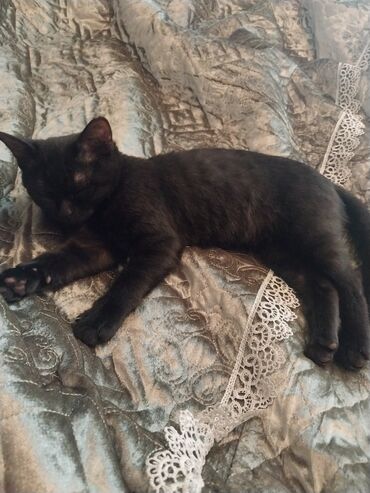 вислоухий котенок: Бенгальский чёрный котёнок 3месяца мальчик, цена 100ман. Учень умный